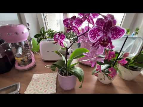 Видео: 🌺Как я ухаживаю за Орхидеями  ! Мой полив Орхидей 🌷Как узнаю что нужно полив 🌺 Olga Kirchgessner