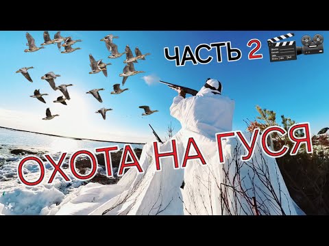 Видео: Продолжение! #Весна #ОХОТА на гуся 2024