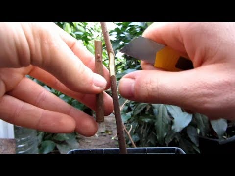 Видео: Попробовал привить хурму