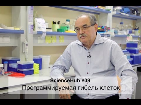 Видео: ScienceHub #09: Программируемая гибель клеток