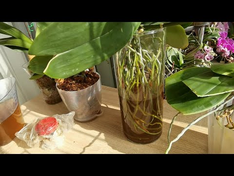 Видео: Старые корни и стволы орхидей долой. Пугалки.