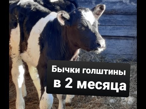Видео: Голштинские телята. В 2 месяца.