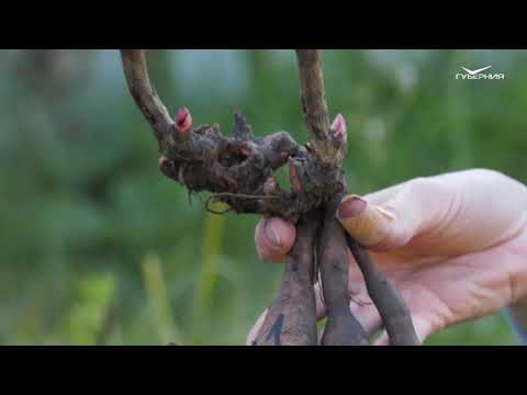 Видео: Как посадить старый пион? Удачные заметки