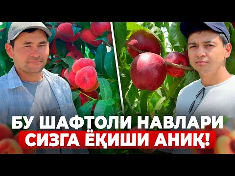 Видео: БИЗ БИЛГАН ВА БИЛМАГАН ШАФТОЛИ-НЕКТАРИНЛАР! | ШУҲРАТ АБРОРОВ #shuhratabrorov #shaftoli #uzbekistan