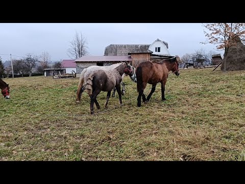 Видео: 💥 ГАРНИЙ ЛОШАК НА ПРОДАЖ💵☎️АБО ОБМІН🎯НА ЛОШИЧКУ КОБИЛУ 😉