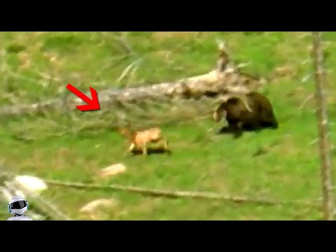 Видео: Такого Ты Не Видел! Безумные Случаи с Животными, Попавшие на Камеру