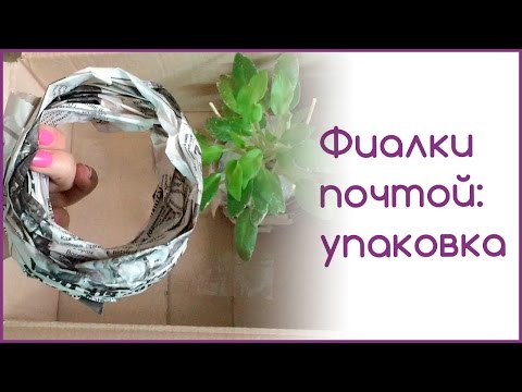 Видео: Фиалки почтой. Упаковка