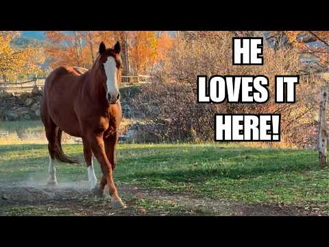 Видео: Мои лошади слишком умные! ~ Гусь убегает ~ Нам нужно починить этот забор!