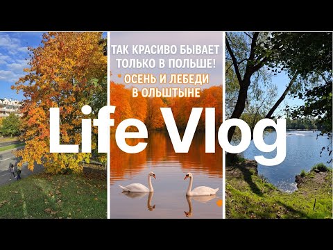 Видео: 🦢 Ольштын в золоте осени — тишина, озёра и лебединая идиллия!