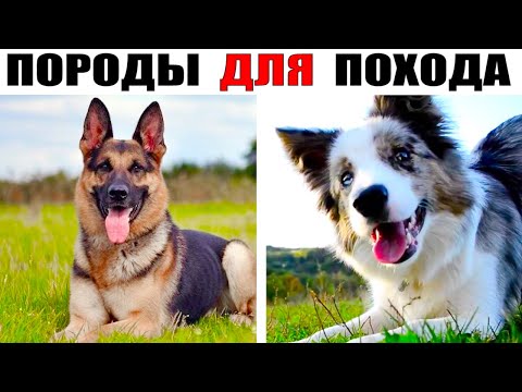 Видео: 9 Крупных Пород Собак Для Походов и Путешествий