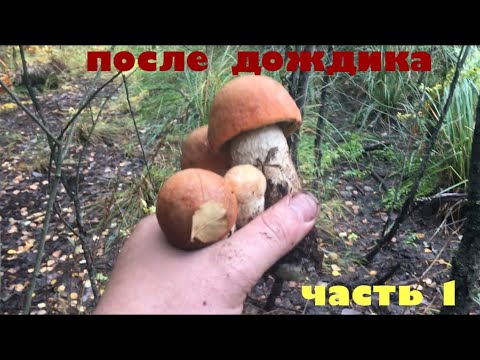 Видео: Грибы полезли! Часть 1. Октябрь