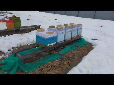 Видео: Первый подход к пчелам в новом сезоне!