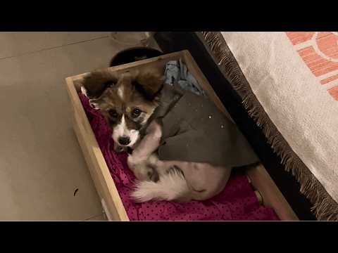 Видео: На прогулке я встретил бездомную собаку, дал ей сосиску, и она пошла за мной домой.