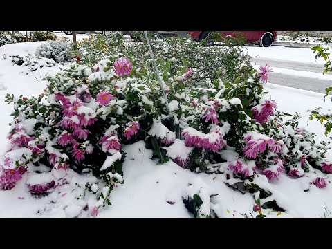 Видео: Ейск . Вот и к нам пришла зима ❄️☃️ А я иду в бассейн купаться  🏊