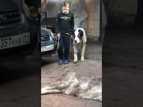 Видео: Динозавр Төбет. Блэк деген Тобет. 1 жаста.