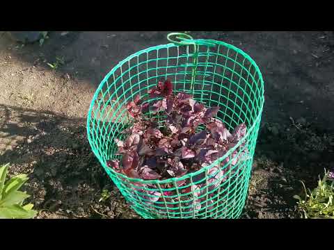 Видео: Первый обзор моих уплотненных цветочных клумб.
