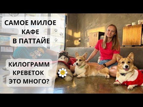 Видео: Dog кафе в Паттайе. Ужин на рыбном рынке. Таиланд 2024.