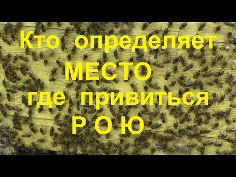 Видео: Кто определяет место, где привиться рою пчел