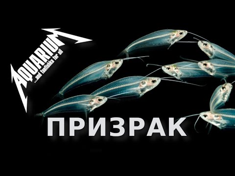 Видео: Аквариумный призрак - сом стеклянный