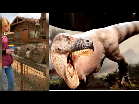 Видео: Ферма под ПРАГОЙ и музей ДИНОЗАВРОВ Dinosauria Museum Prague. ДР Вадима 9 лет