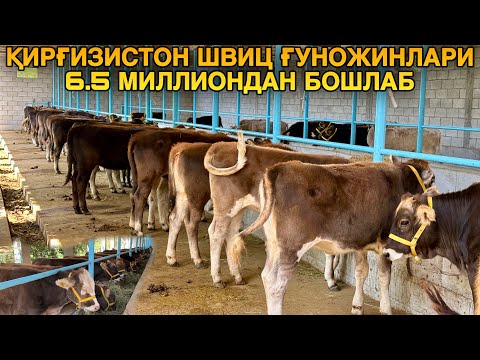 Видео: Қирғизистондан Мол Қилиб Олишга Ғуножинларни Зўрларидан Келди #2024 #молбозор #molboqish