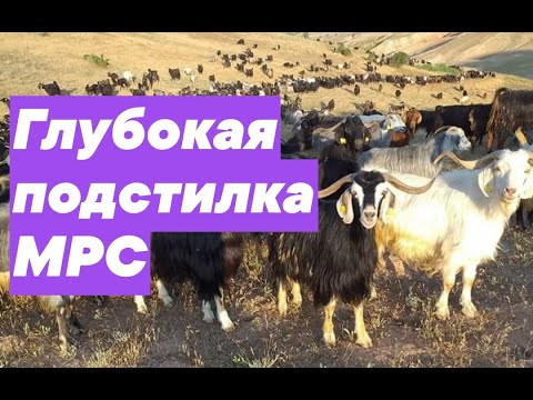 Видео: КОЗЫ И ОВЦЫ НА ГЛУБОКОЙ ПОДСТИЛКЕ