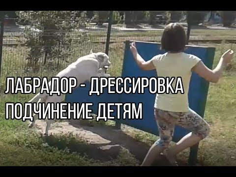 Видео: Лабрадор - дрессировка. Подчинение детям.