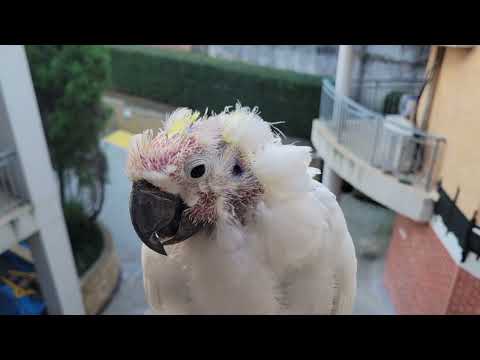 Видео: 🦜 ХОЧУ ЛЮДЯМ ПОКАЗАТЬ КАКОЙ ТЫ!...