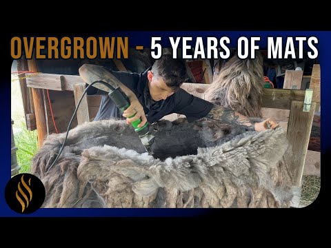 Видео: Тяжелые слои, срезанные с переросшей ламы