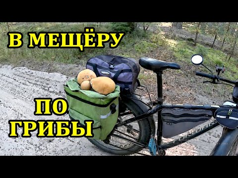 Видео: По грыбы в мещёру. #фэтбайк #грибы #поход