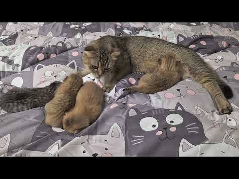 Видео: Жестокий Батя?