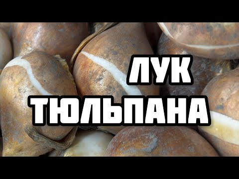Видео: ЛУК ТЮЛЬПАНА 