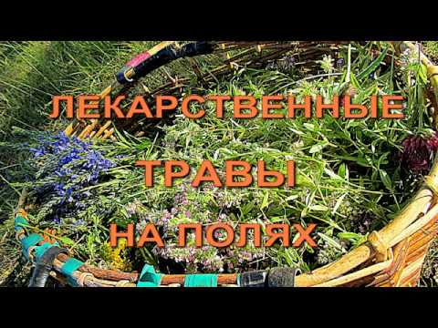 Видео: Лекарственные  травы на полях. Phytotherapy