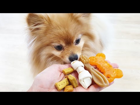 Видео: Бася Шпиц выбирает самую вкусняшную вкусняшку!