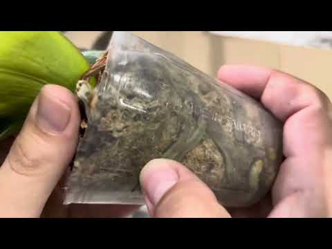 Видео: Распаковка долгожданной посылки с орхидеями. Купила кучу красоты ❤️