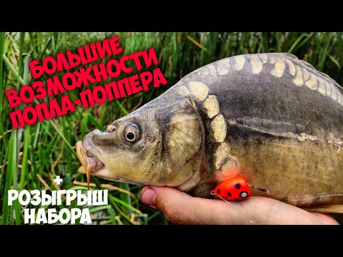 Видео: Попла-поппер БОЛЬШИЕ ВОЗМОЖНОСТИ. Ловля ЛИНЯ и КАРПА на СПИННИНГ. Рыбалка Летом.