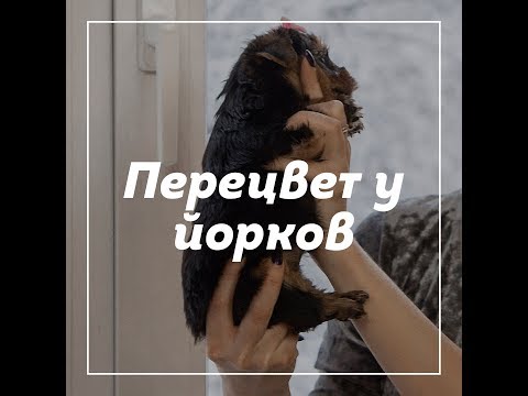 Видео: Перецвет у йорков / йоркширского терьера