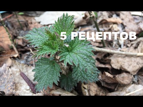 Видео: Рецепты из крапивы