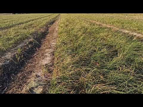 Видео: Шафран подмороженные листья. Потеря 30% урожая луковиц