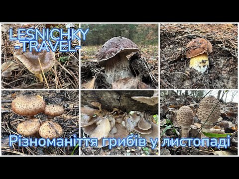 Видео: Різноманіття грибів у листопаді
