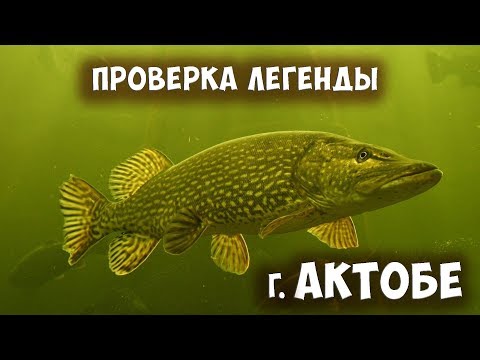 Видео: г. Актобе. Осенняя рыбалка на хищника. Проверка легенды.