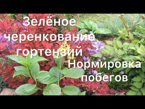 Видео: ЗЕЛЁНОЕ ЧЕРЕНКОВАНИЕ ГОРТЕНЗИЙ. Нормировка побегов у гортензий