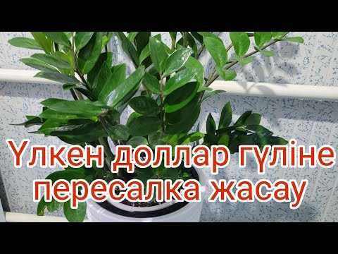 Видео: ДОЛЛАР гүлінің пересадкасы. Қандай топырақ керек.#гүл #үйгүлдері #долларгүлі