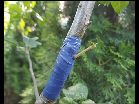 Видео: ЛІТНЯ ОКУЛІРОВКА (ЩЕПЛЕННЯ) ПЛОДОВИХ ДЕРЕВ СПЛЯЧОЮ БРУНЬКОЮ