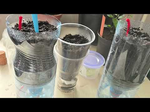 Видео: Супер горшок для перцев, баклажанов, томатов, ФИТИЛЬНЫЙ ПОЛИВ, рассада растет как на дрожжах