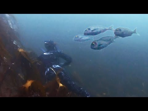 Видео: SPEARO LIFE - ЭПИЗОД 3 Золотая рыбка (Подводная охота на дорадо)