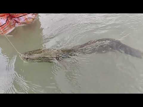 Видео: Рыбалка на -Или. часть-2. Неожиданный охранник.