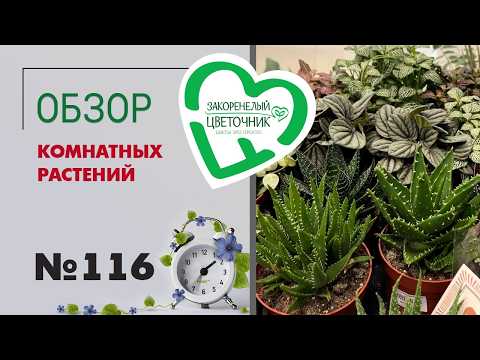 Видео: Обзор растений: кактусы, литопсы, эуфорбии, филодендроны, фикусы, антуриумы и не только #116