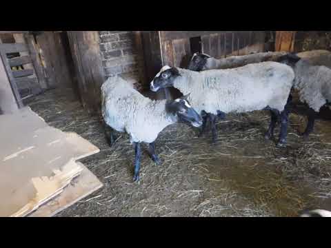Видео: Окот ТРИ РАЗА В ГОД! Романовские овцы!