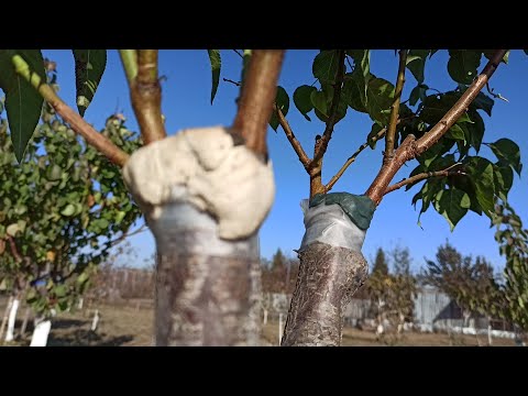 Видео: Когда снимать Ленту / When to remove the grafting tape after grafting a tree